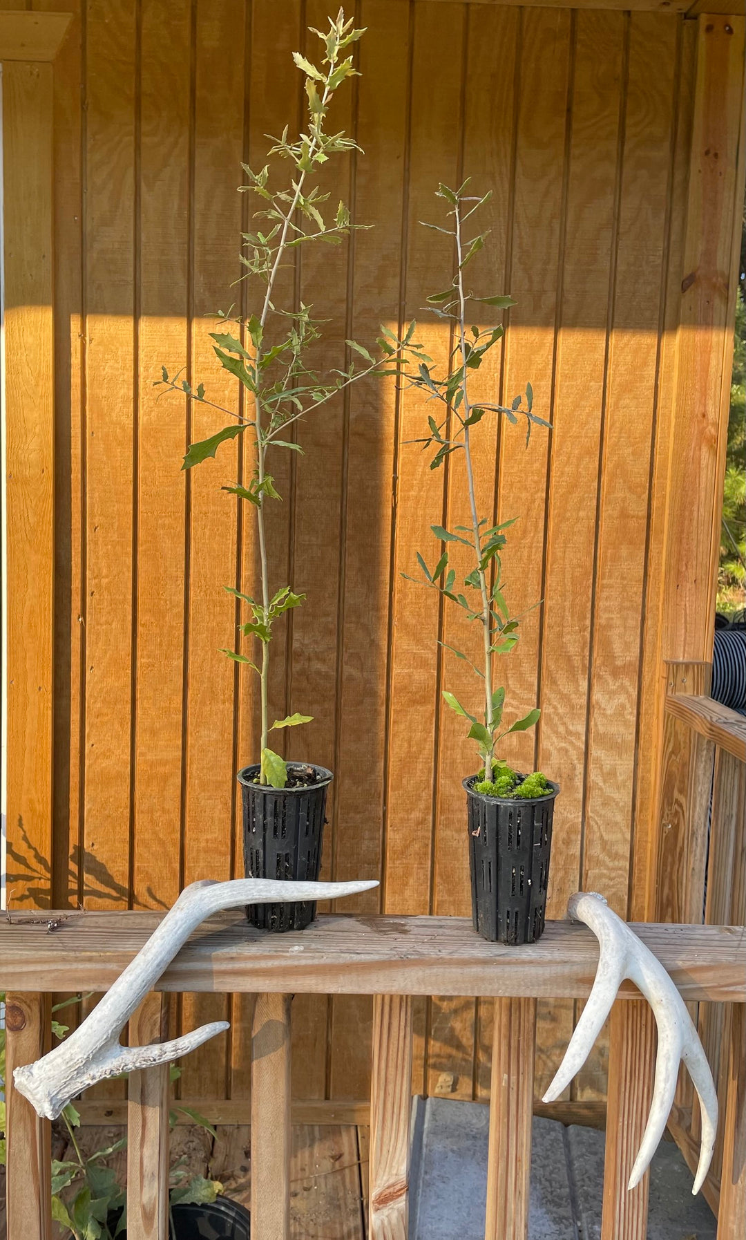 Live Oak Seedling