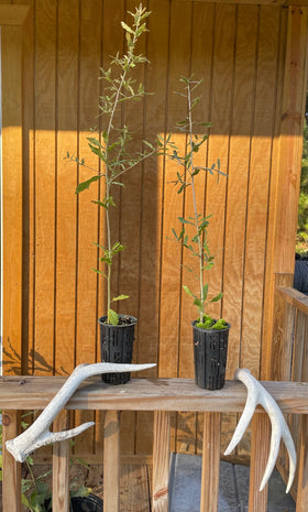 Seedlings – Bolu Tree Nursery