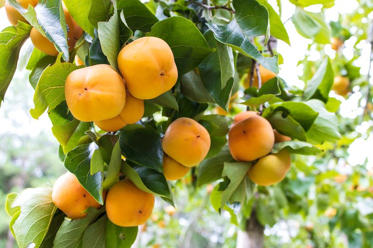 Matsumoto Persimmon