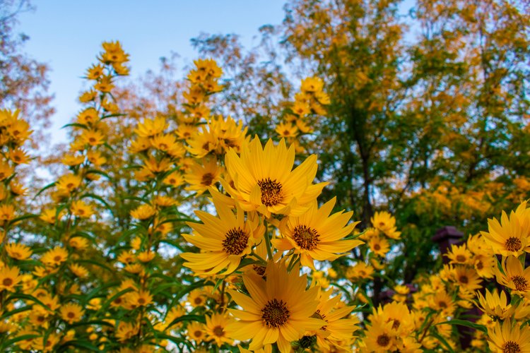 Maximillian Sunflower