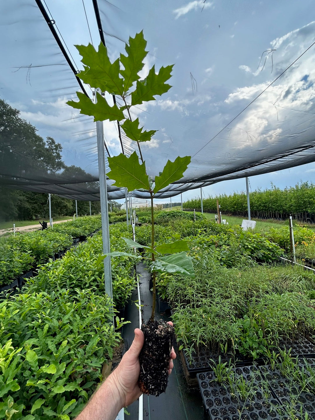 Northern Red Oak Seedling