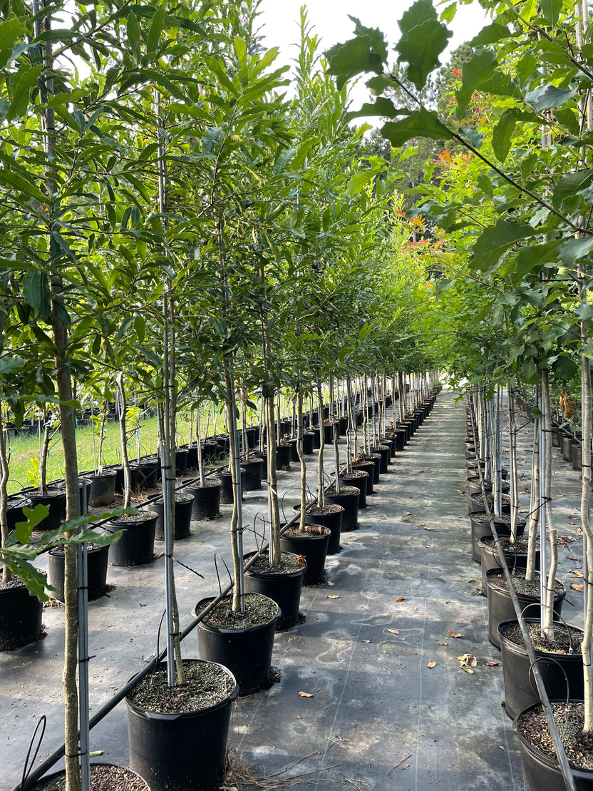 About Us – Bolu Tree Nursery