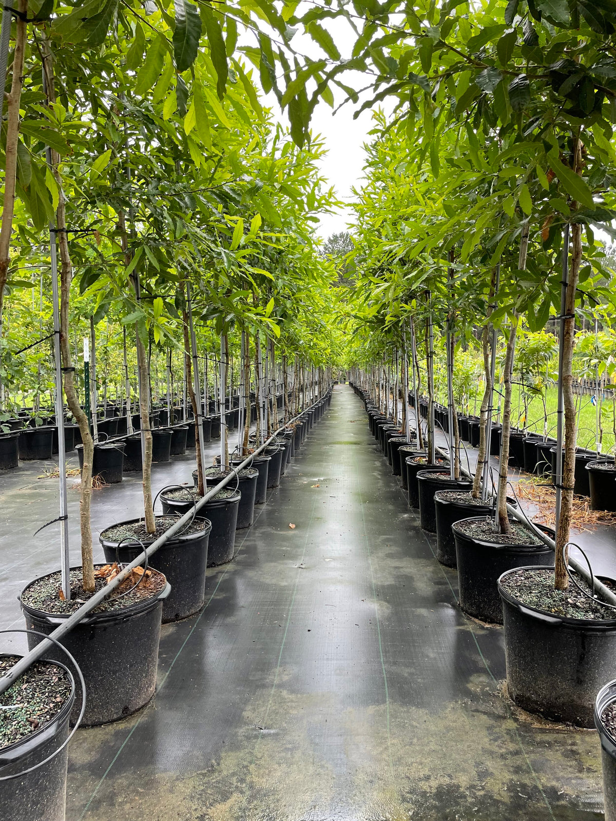 About Us – Bolu Tree Nursery