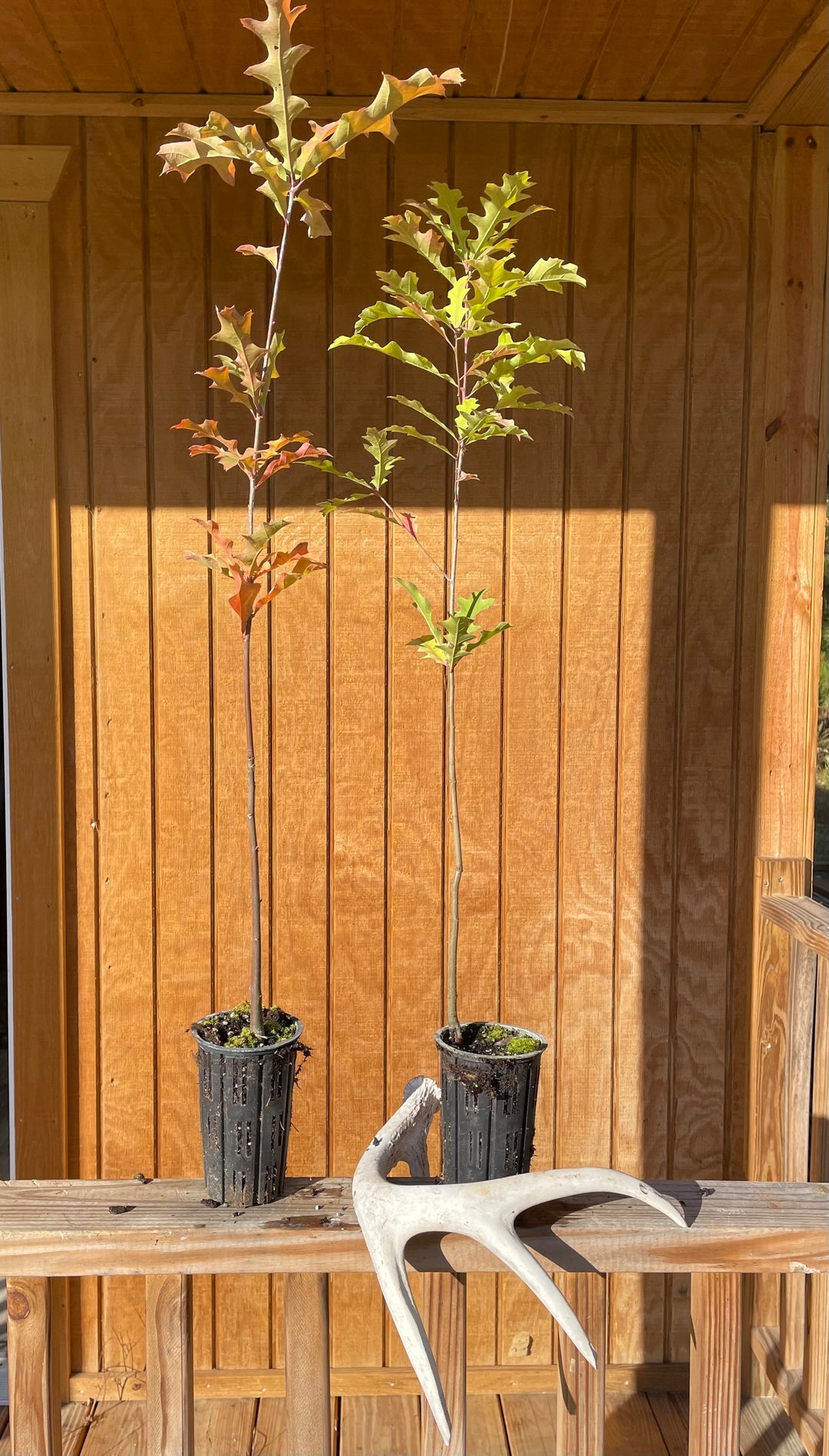 Nuttall Oak Seedling