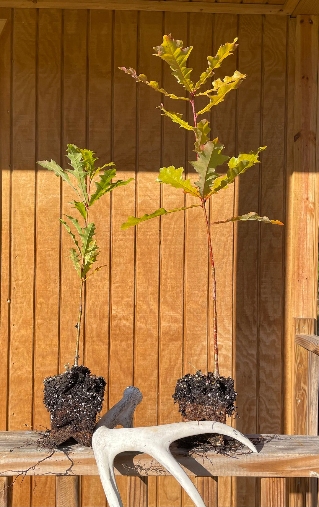 Overcup Oak Seedlings