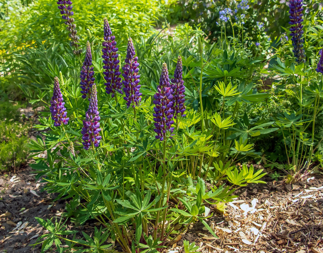 Perennial Lupine