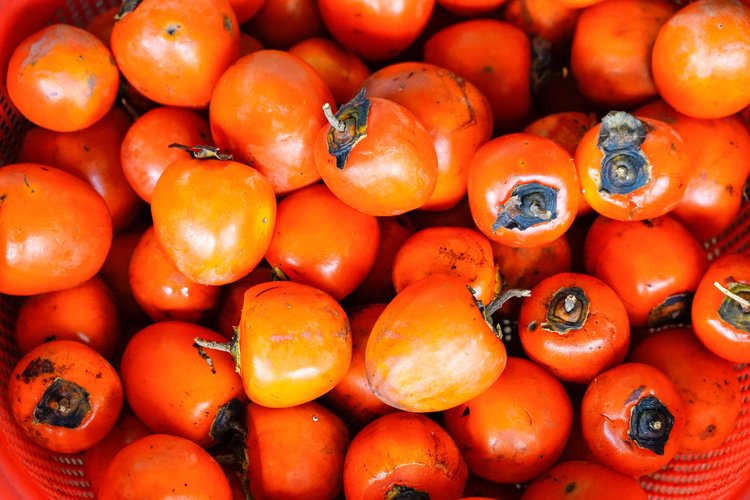 Saijo Persimmon