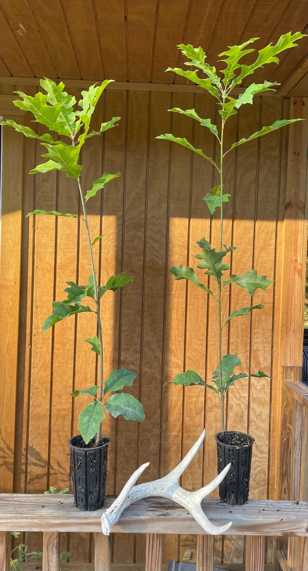 Shumard Oak Seedling