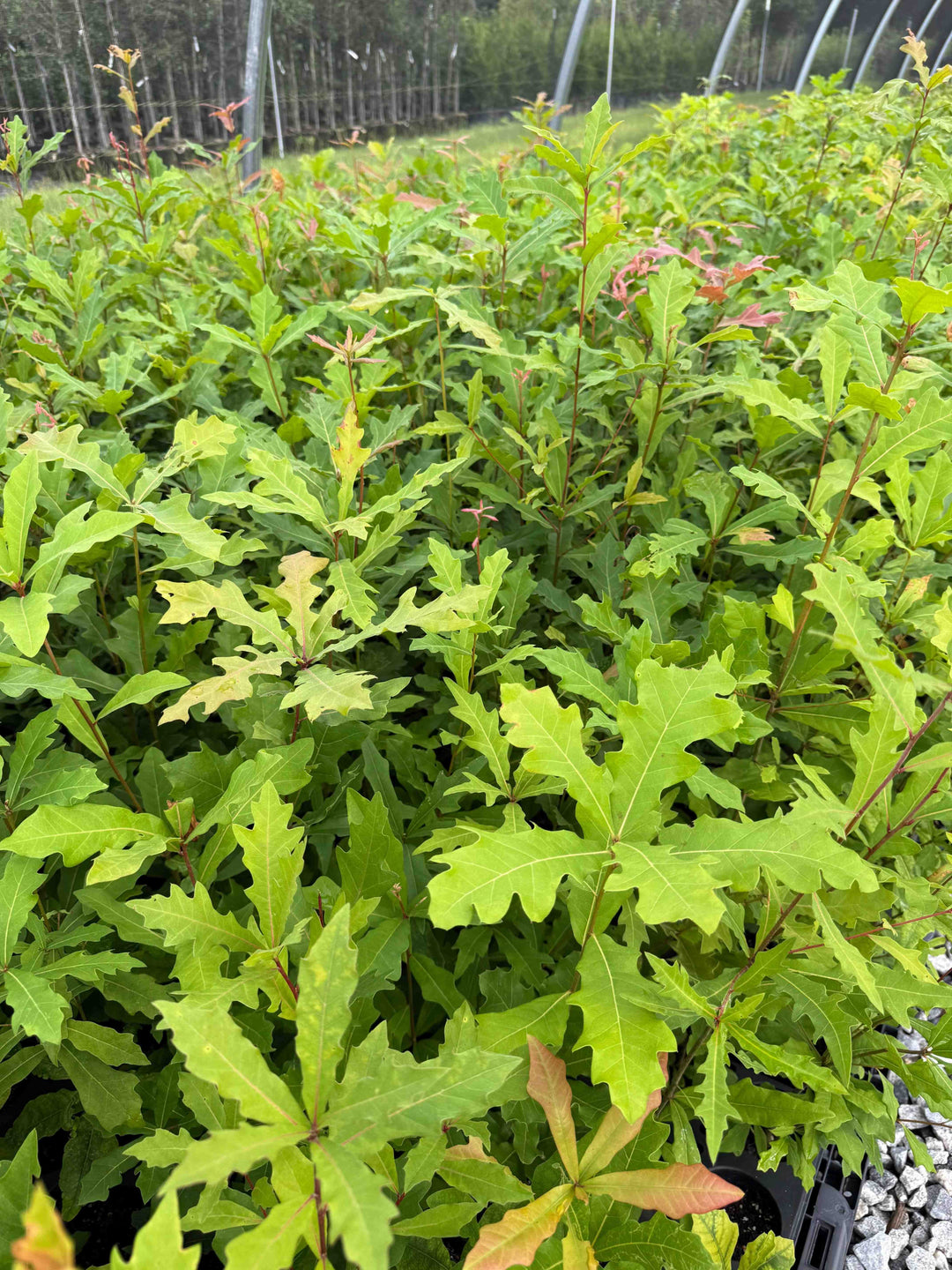 Shuwater Oak Seedling