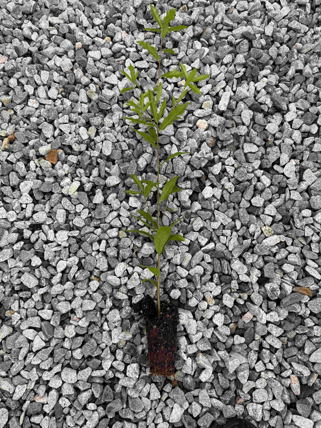 Shuwater Oak Seedling