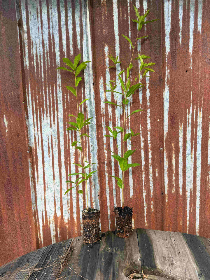 Shuwater Oak Seedling