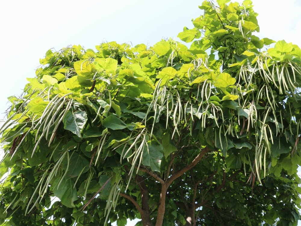 Southern Catalpa Seedling