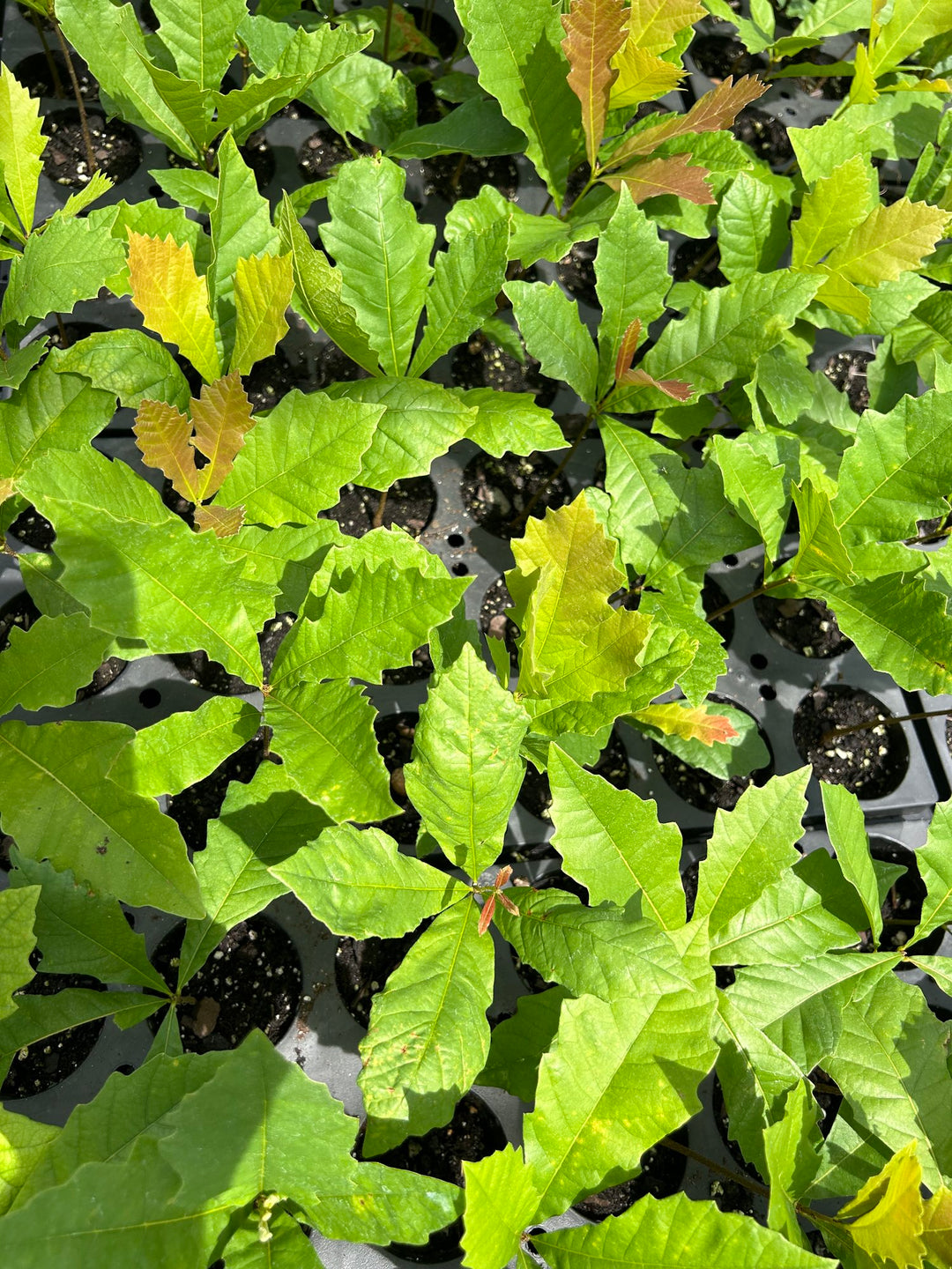 Steudel Oak Seedling