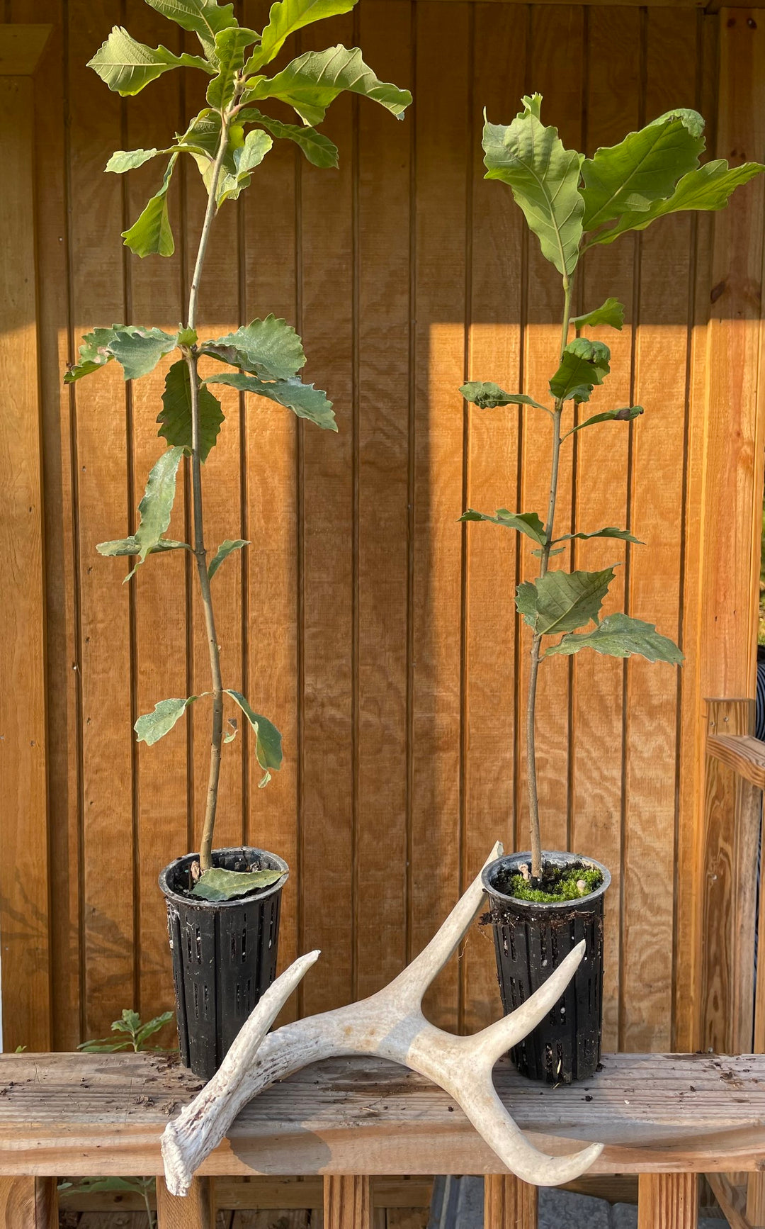 Swamp Chestnut Oak Seedling