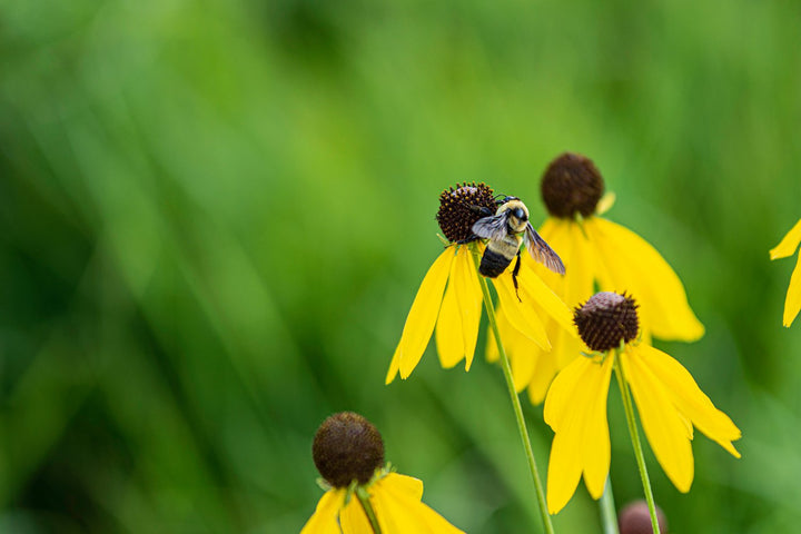 Yellow Coneflower